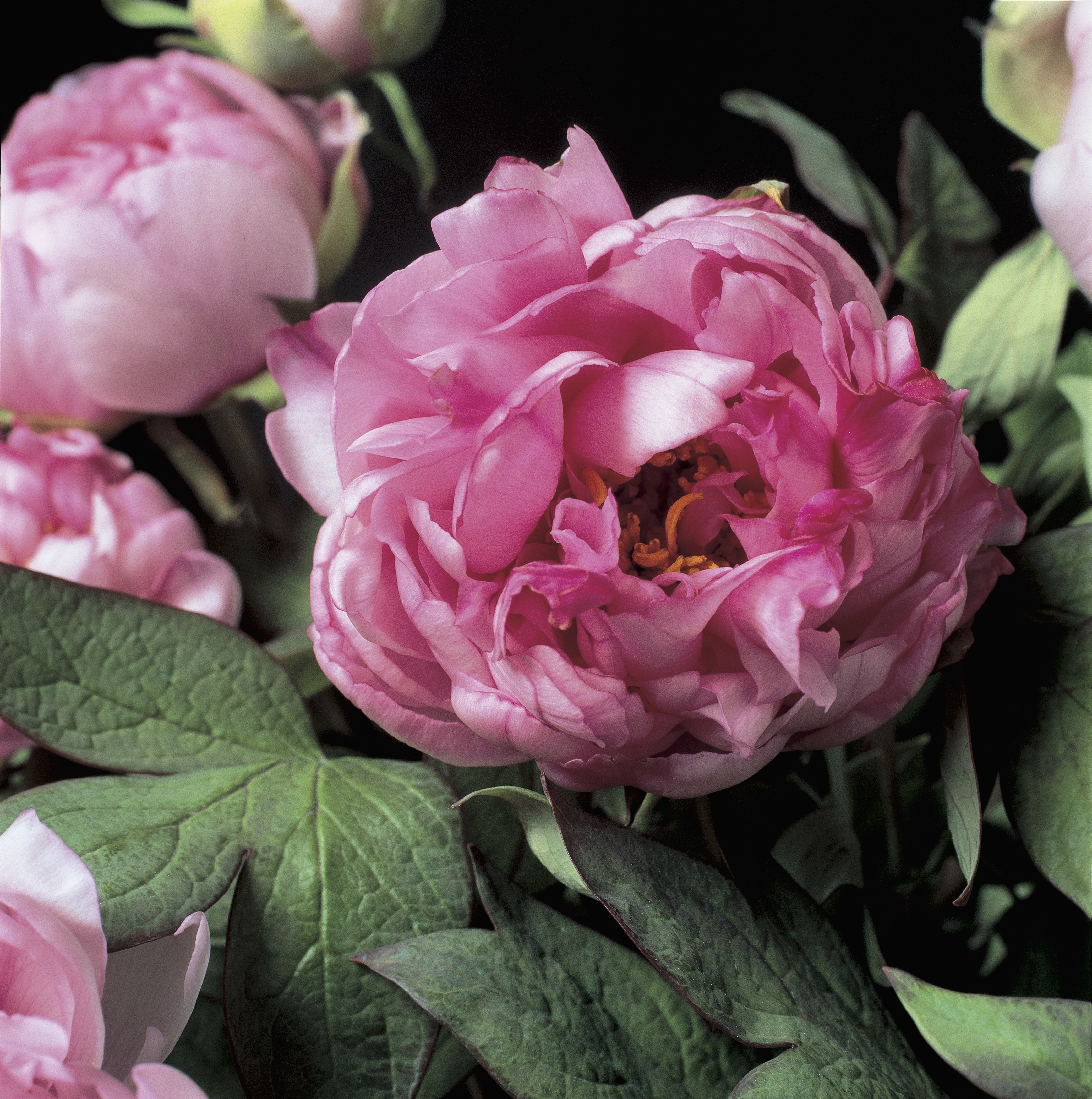 What Your Favorite Flower Says About You Personality Test Based On