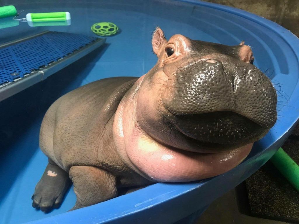 Fiona the Hippo Is the Cutest Baby Animal You'll See, image size:1024x768