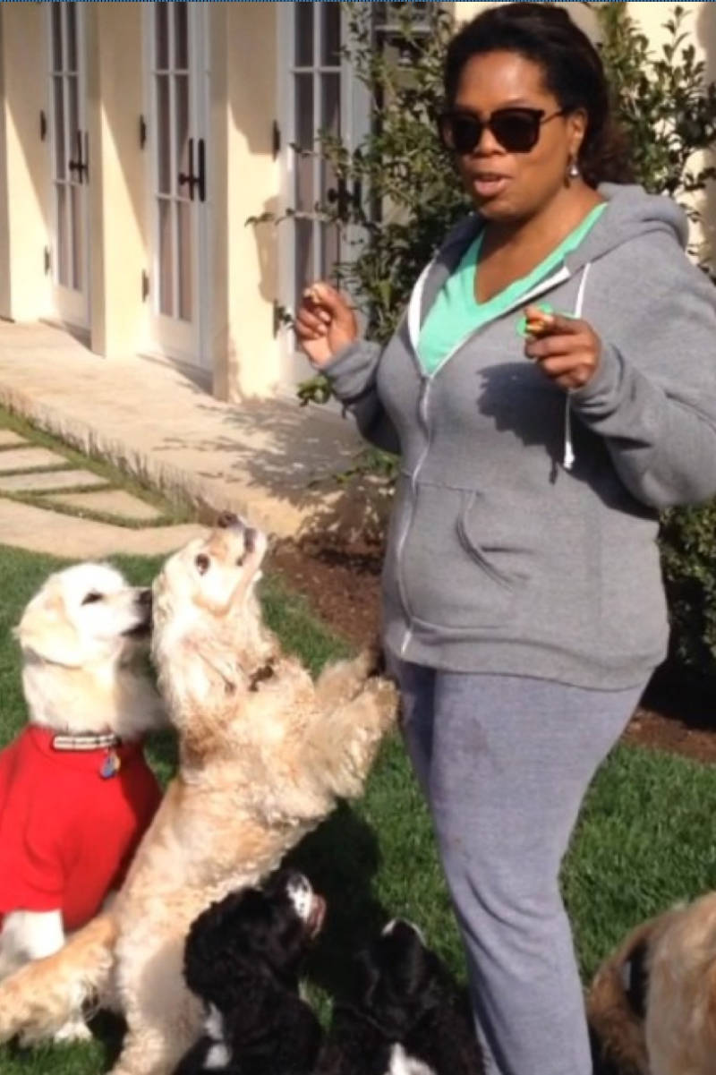 Best Food For Puppies >> Oprah Winfrey - Puppies Instagram Best Food For Puppies >> Oprah Winfrey - Puppies Instagram